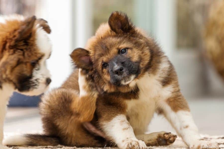 Behandeling van oorinfecties bij honden