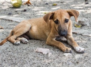 Les défenseurs des chiens sans abri