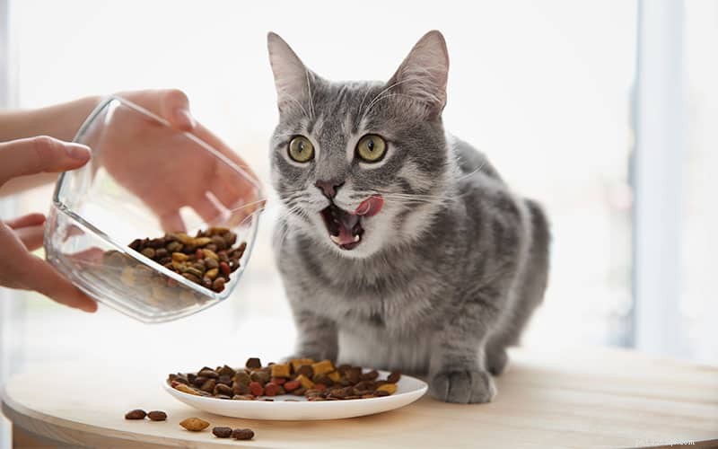 La nourriture humide ou sèche pour chat est-elle meilleure ?