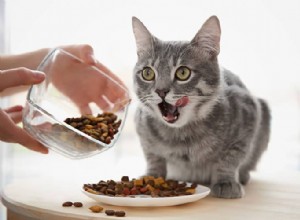 La nourriture humide ou sèche pour chat est-elle meilleure ?