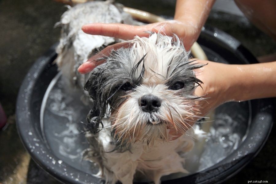 Frenesia nel fare il bagno ai cani