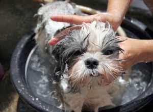 犬の入浴狂乱 
