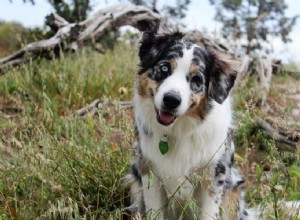 Rencontres d animaux de compagnie et d animaux sauvages