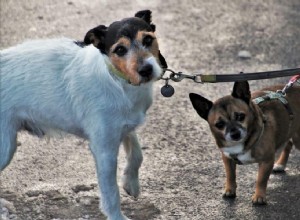 6 redenen waarom uw hond beweging nodig heeft