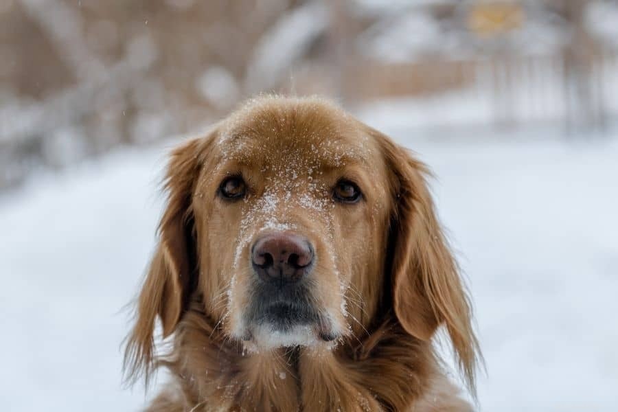 Холодная погода и ваша собака:как защитить их в зимние месяцы