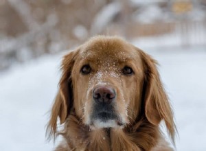 Koud weer en uw hond:hoe u ze kunt beschermen tijdens de wintermaanden