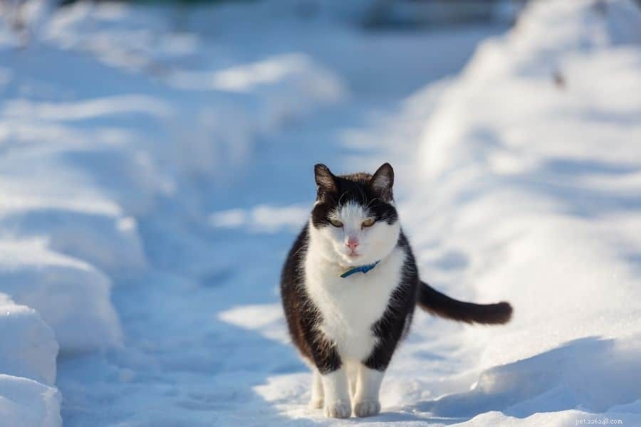 고양이와 추운 날씨의 일반적인 실수
