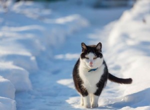 고양이와 추운 날씨의 일반적인 실수