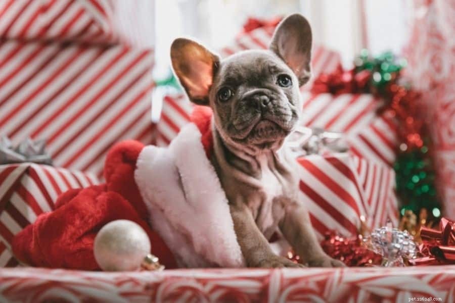 Presentes de Natal que agradam aos animais de estimação