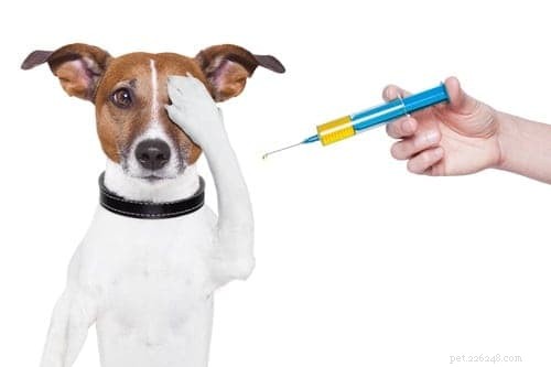Håll dina husdjur säkra varje dag med dessa tips om medicinförvaring