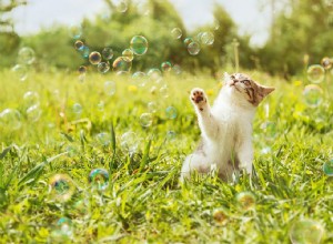 6 stimulujících kočičích aktivit pro váš domov