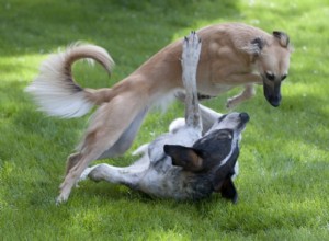 Een korte handleiding voor spelen met honden 