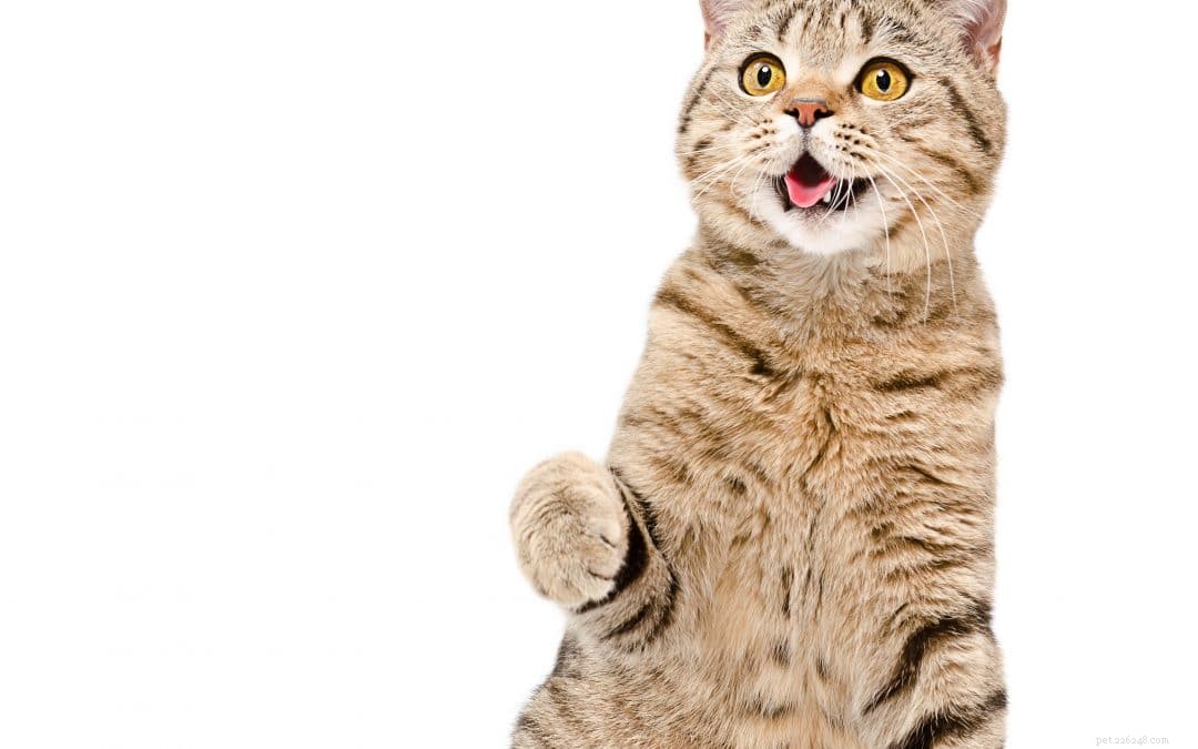猫は健康なビーガンになることができますか？ 