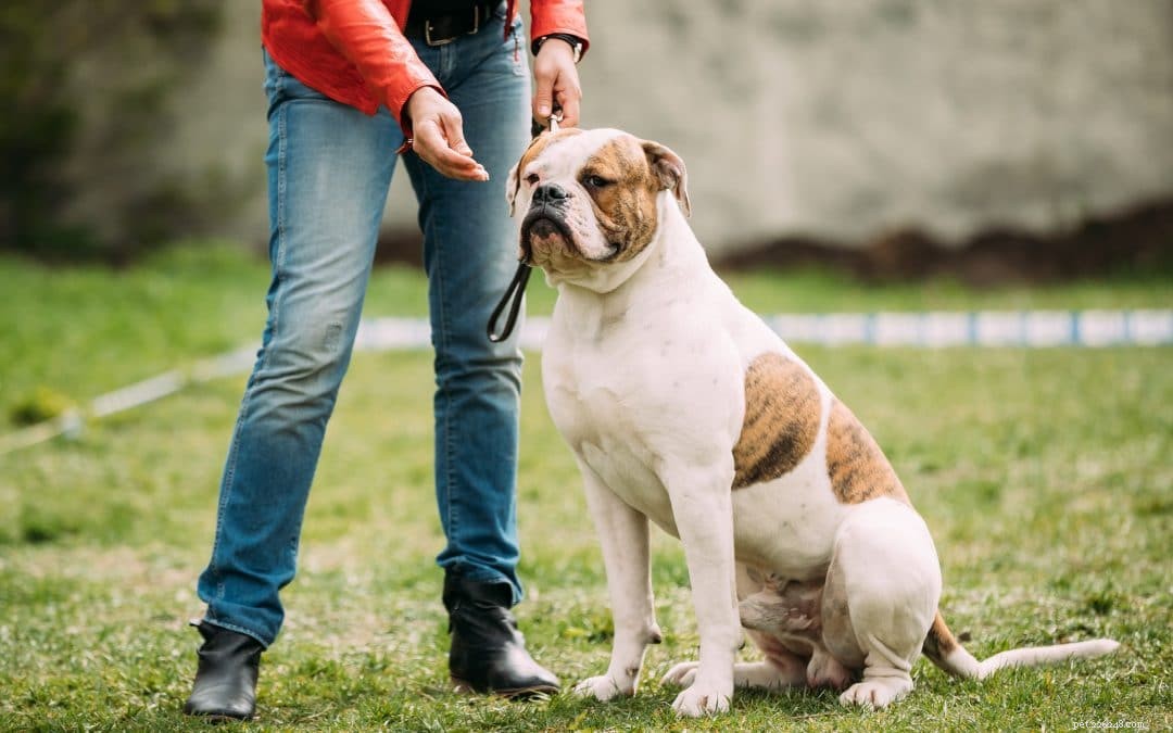 Snellville Dog Trainer scrive di addestrare il tuo cane con esche e premi contro corruzione