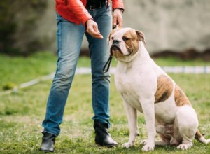 Snellville Dog Trainer schrijft over het trainen van je hond met kunstaas en beloningen versus omkoping