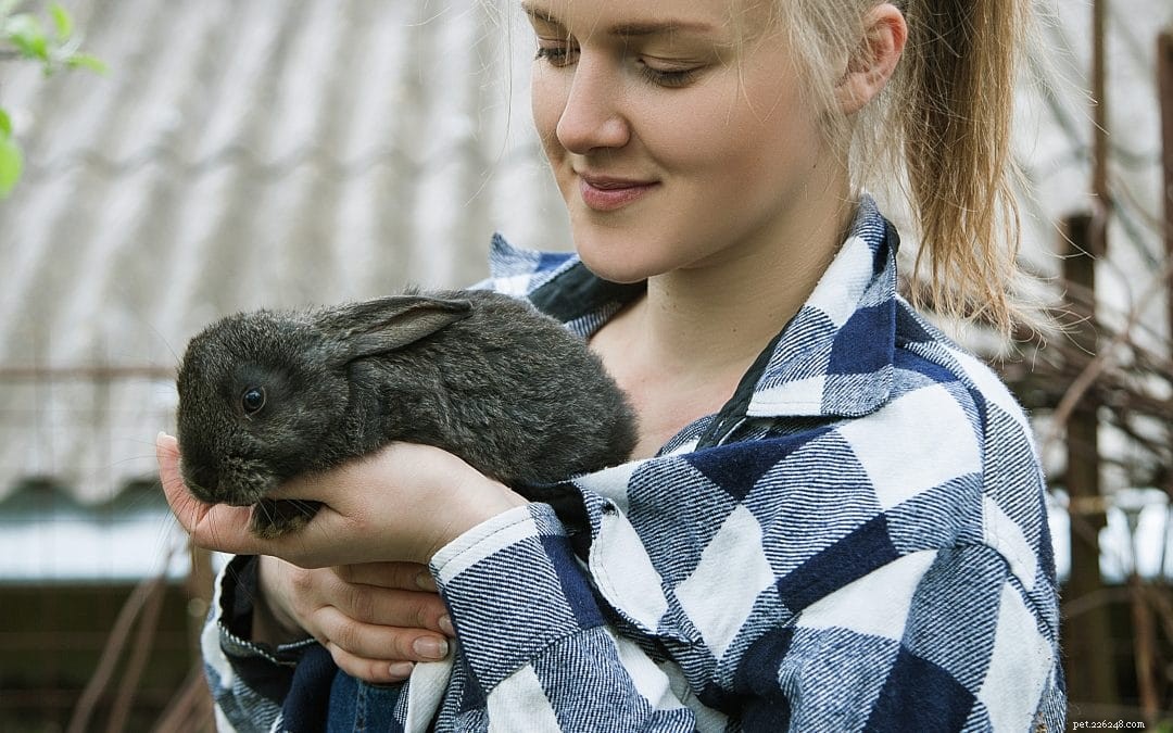 Snellville Pet Sitter föreslår 5 överraskande skäl att skaffa en kanin som ditt nästa husdjur