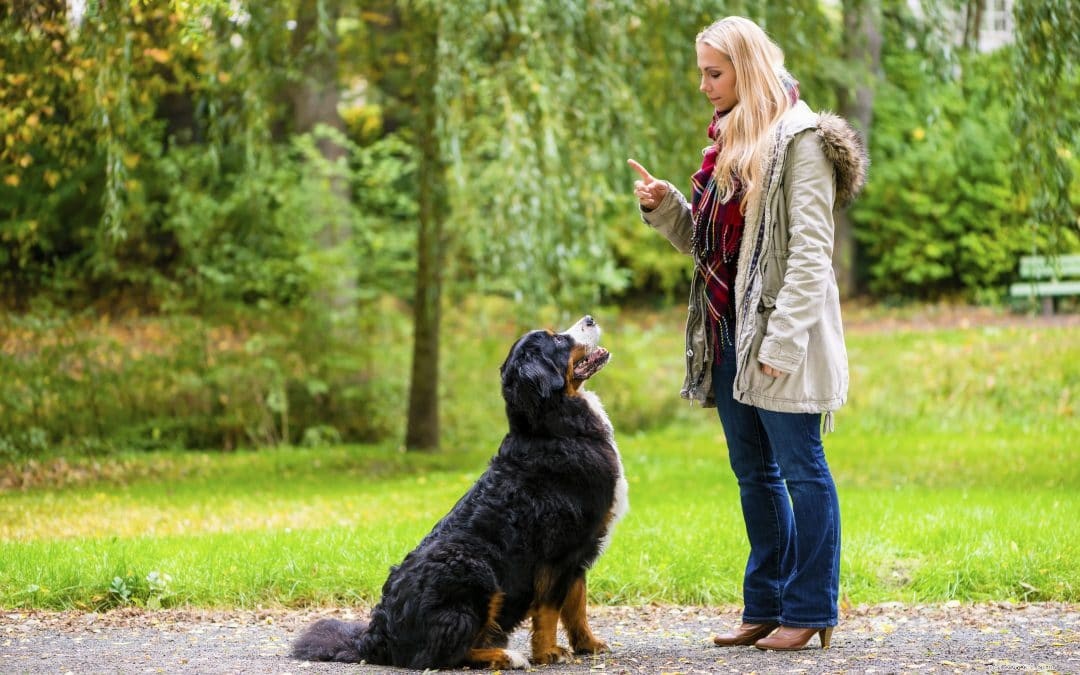 Duluth Dog Trainer offre 5 suggerimenti rapidi per migliorare le capacità di addestramento del cane di qualsiasi principiante
