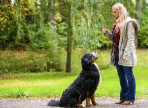 ダルースドッグトレーナーは、初心者の犬のトレーニング能力を向上させるための5つのクイックヒントを提供します 