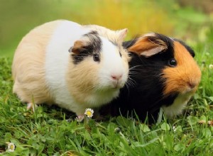 Zijn cavia s echt ideale huisdieren in de klas?