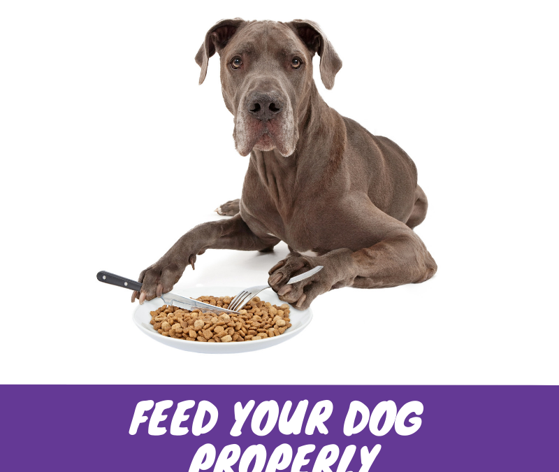 Alimentando seu cão corretamente
