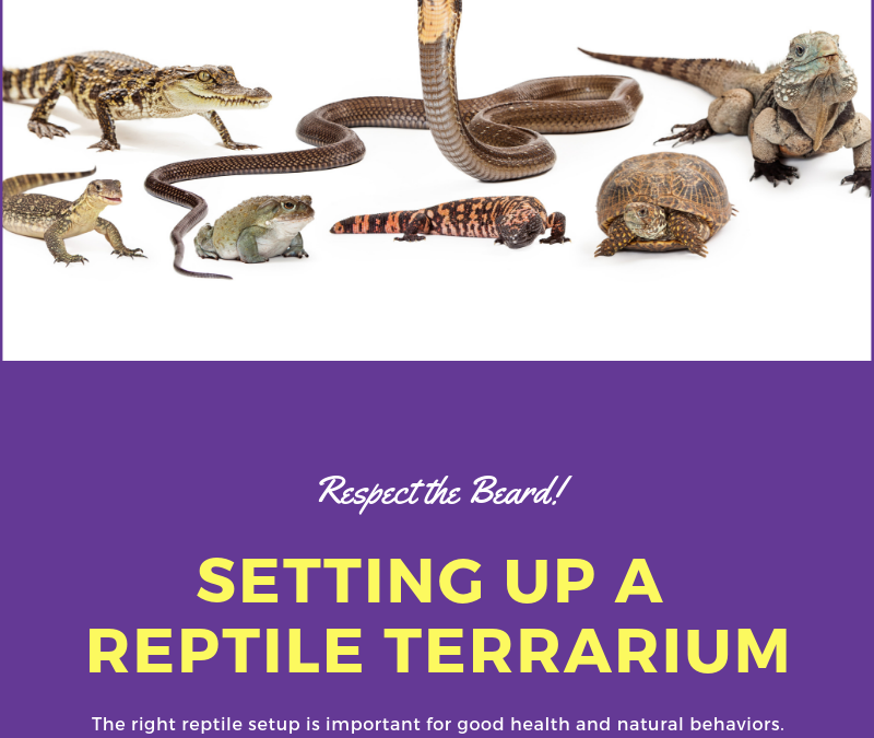 Обустройство террариума для рептилий