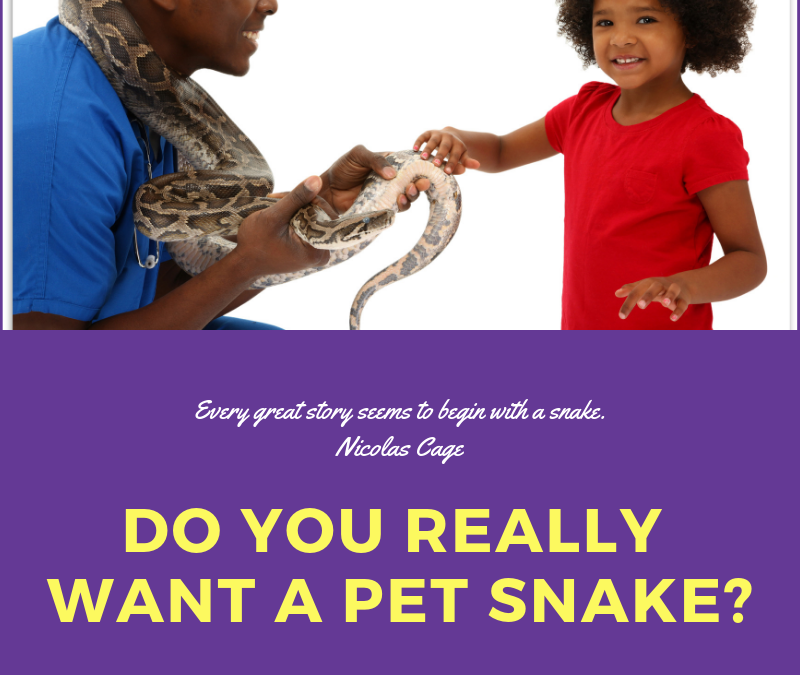 Voulez-vous vraiment un serpent de compagnie ?