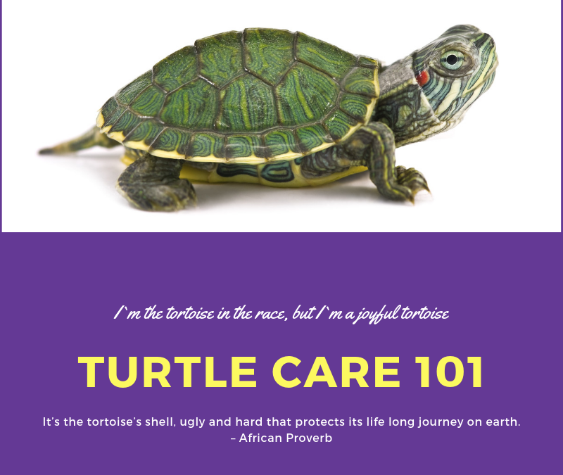 Cuidados com tartarugas 101:Cuidando de uma tartaruga de estimação