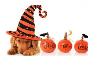 Loganville dierenoppas geeft top 3 Halloween-tips voor nerveuze honden