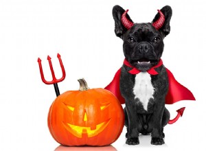 5 Halloween-veiligheidstips waar je hond niet zonder kan