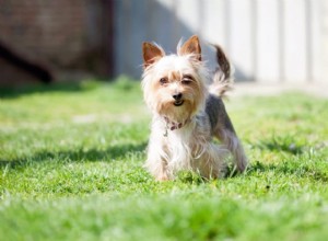 グイネット郡の外にあなたの犬を残します 