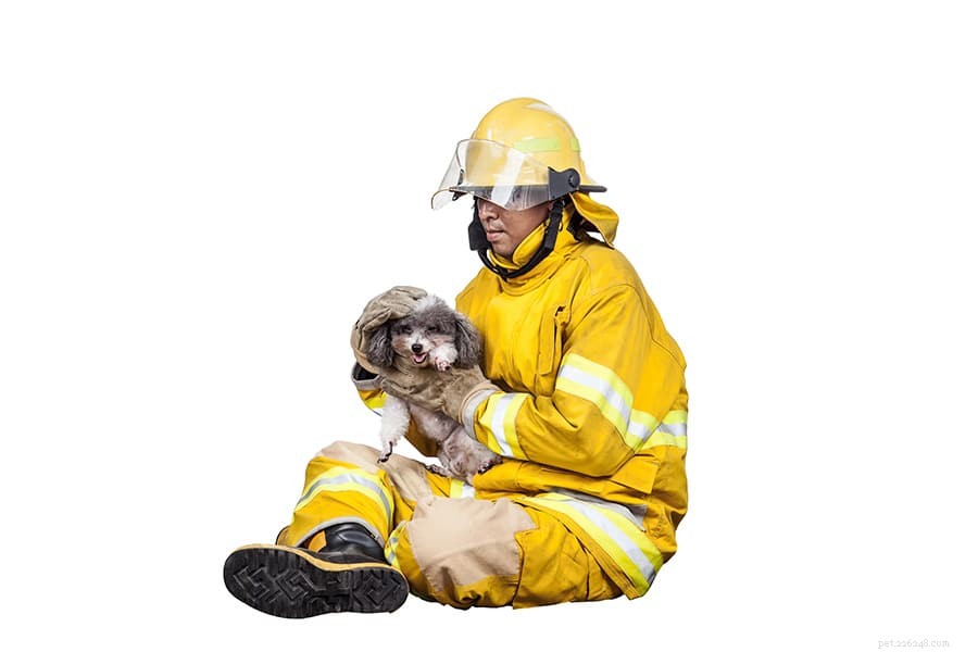 Huisdieren helpen die zijn getroffen door de natuurbrand in Shasta County
