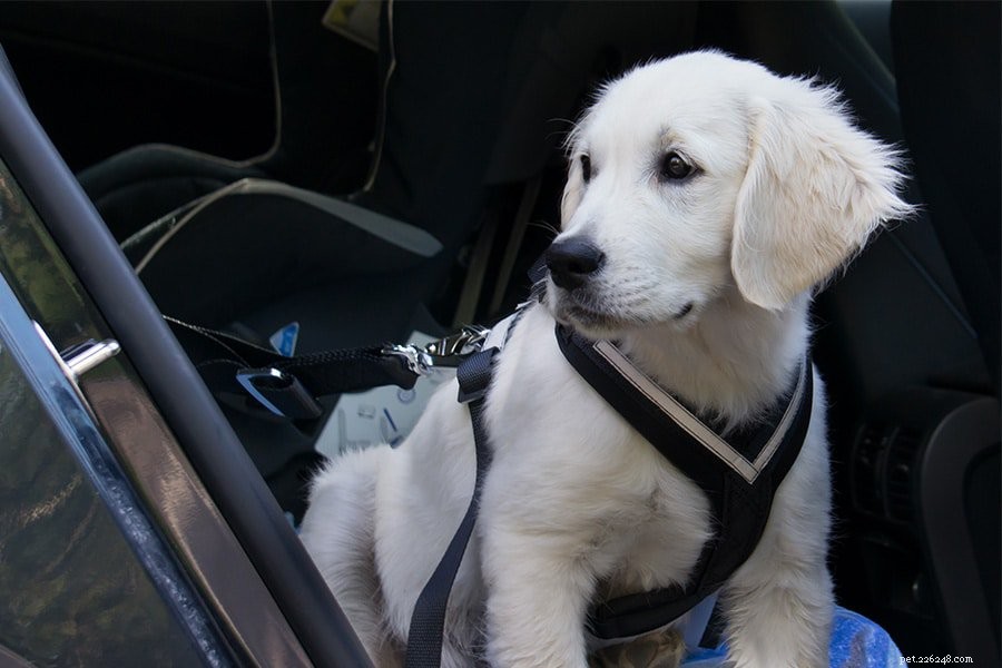 Alles over veiligheidsharnassen, kratten en andere beperkingen voor auto s voor huisdieren