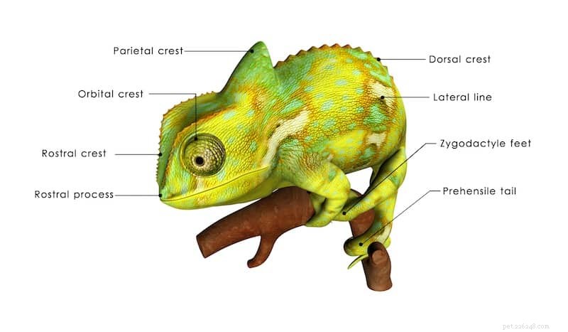 Zahalení chameleoni – krásný exotický mazlíček