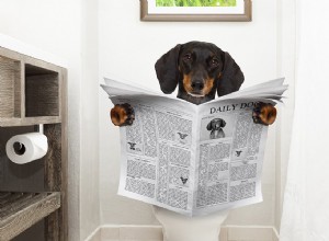 Het belang van urine bij het bepalen van de gezondheid van een huisdier