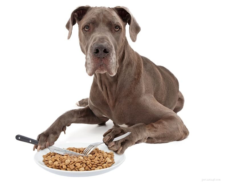 De voordelen van goede voeding voor een hond