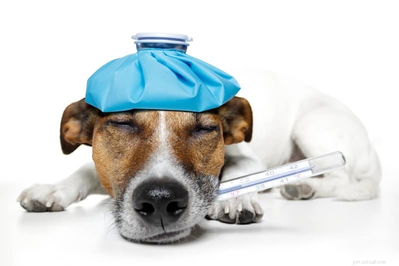 Les chiens peuvent-ils attraper votre rhume ? Tout sur les choses que nous ne voulons pas partager avec nos animaux