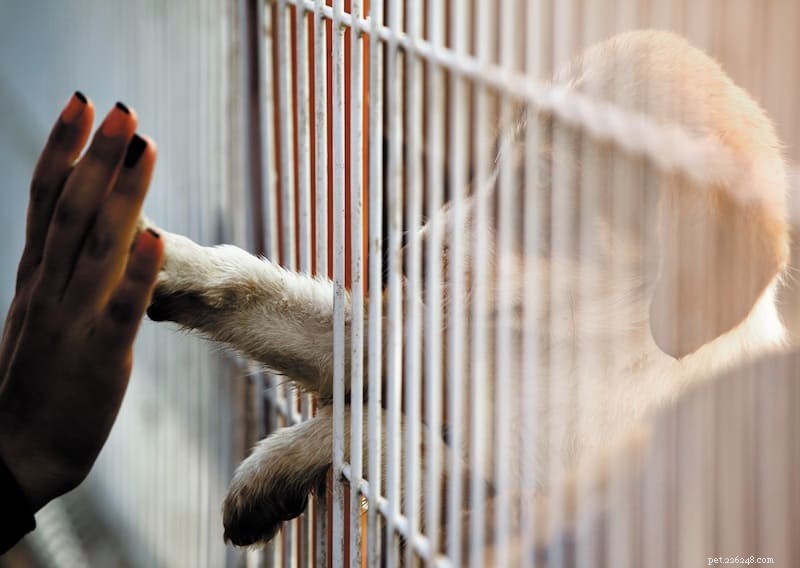 Idee sbagliate e correzioni di miti sui rifugi per animali