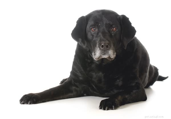 Атопический дерматит собак, причины, симптомы и лечение
