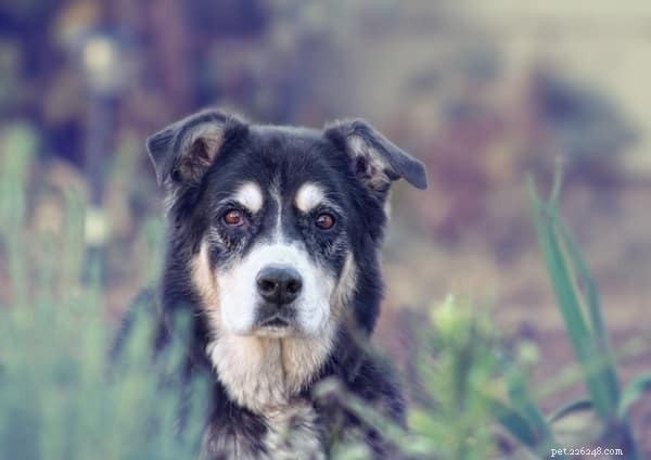 Demência canina (disfunção cognitiva canina) e saúde mental de cães geriátricos