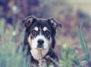 Canine Dementia (Canine Cognitive Dysfunction) en geestelijke gezondheid van geriatrische honden