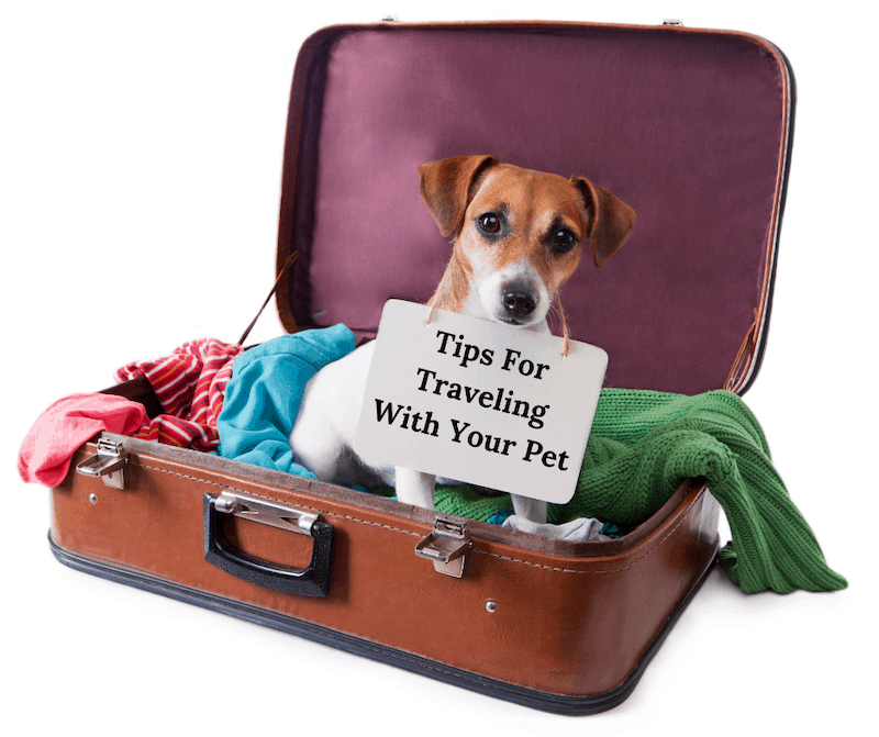 Conseils pour voyager avec des animaux de compagnie