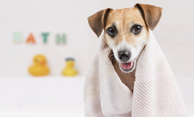 Higiene dos animais de estimação e a importância disso