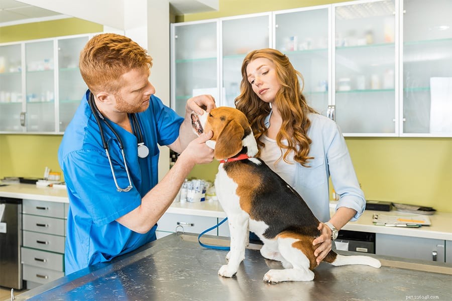 Varför alla nya hundar behöver träffa en veterinär