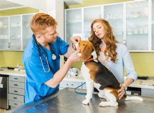 Proč všichni noví psi potřebují navštívit veterináře