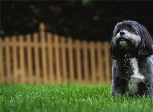 Réduire le coût élevé des soins pour animaux de compagnie