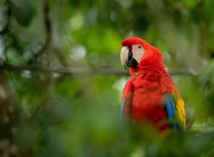 Dangers domestiques pour les oiseaux de compagnie