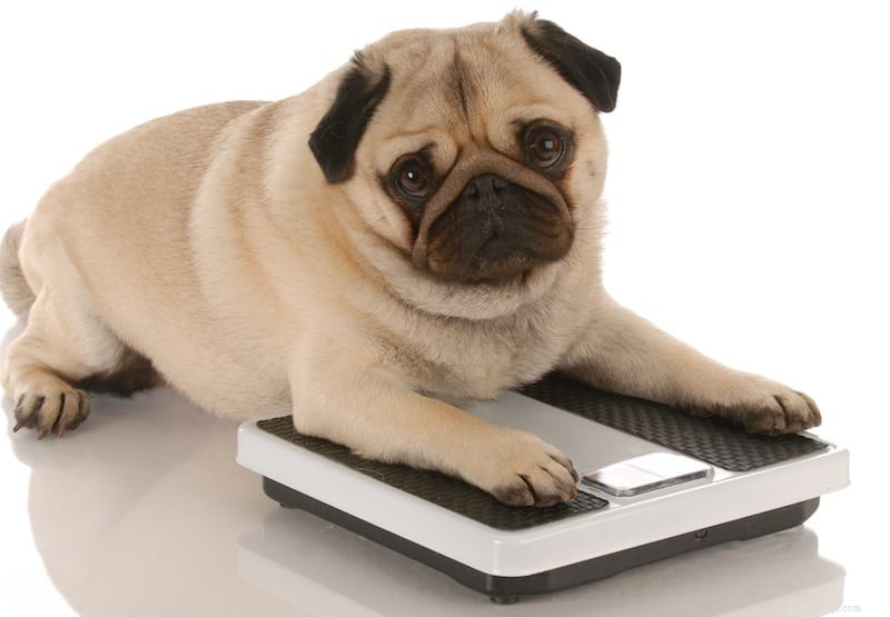 Ajudando um cão obeso a perder peso