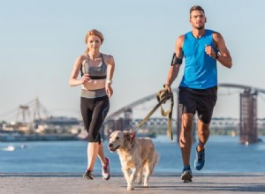 Een gids voor het trainen met uw hond