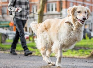 Zorgen voor honden met drie poten