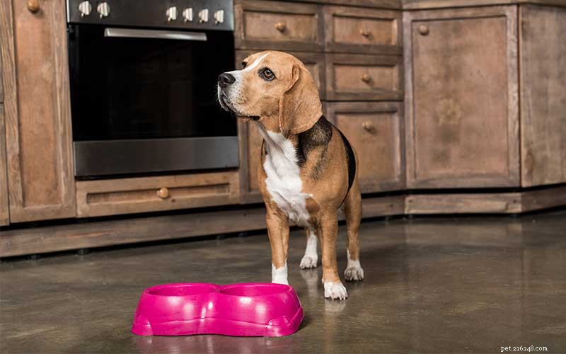 Får hundar hjärtsjukdomar av spannmålsfritt hundfoder?
